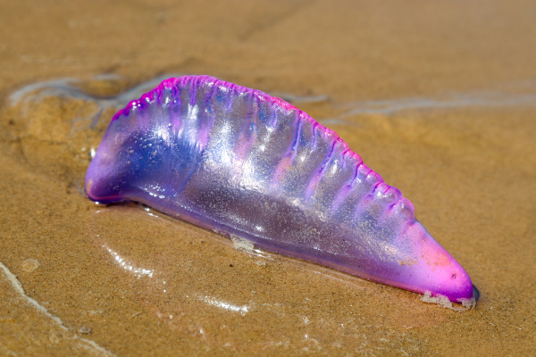 Caravela-portuguesa na praia.