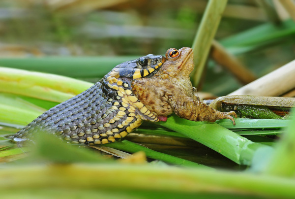 Cobra se alimentando de sapo na mata.