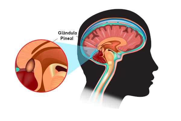 A glândula pineal é uma pequena estrutura responsável pela síntese de melatonina.