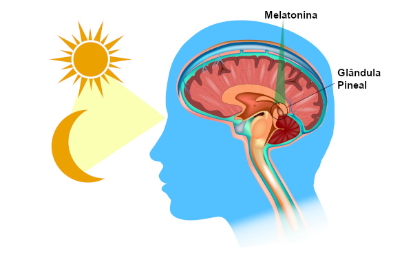 Esquema ilustrativo da produção de melatonina pela glândula pineal durante a noite