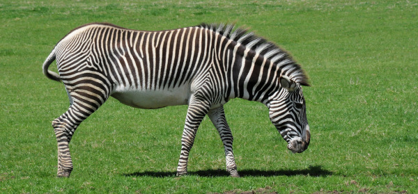 Zebra-de-grevy em gramado
