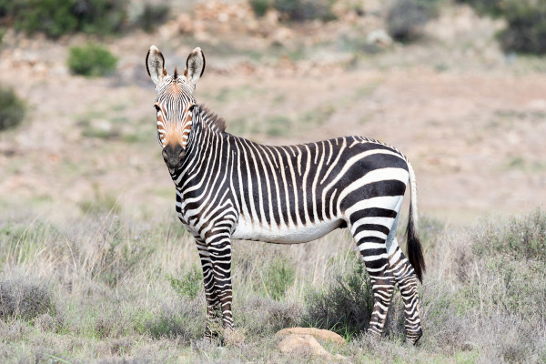 Zebra-das-montanhas na natureza