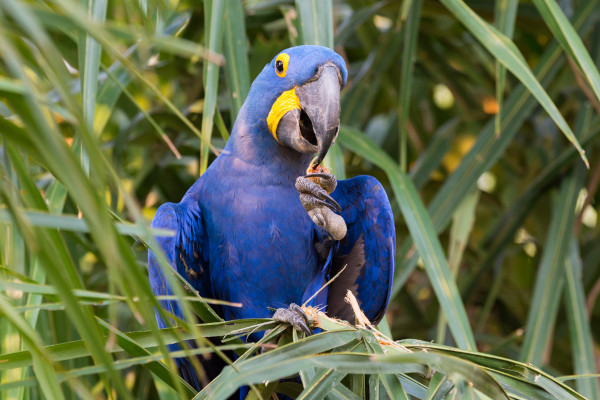 Arara-azul-grande se alimentando na natureza.