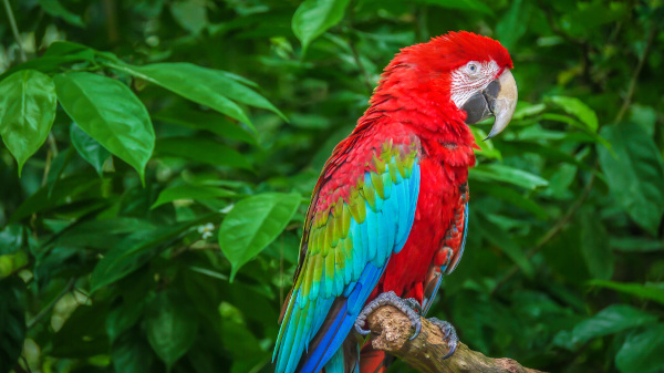 Arara-vermelha-grande, vista de lado,apoiada em galho na natureza.