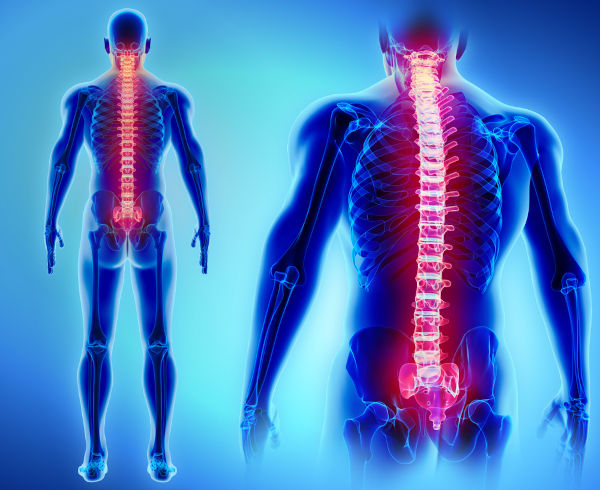 A coluna vertebral é o eixo central do nosso corpo.