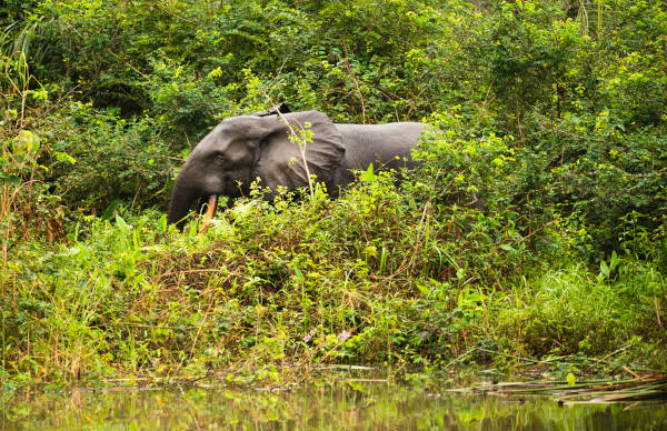 Elefante-africano-de-floresta.