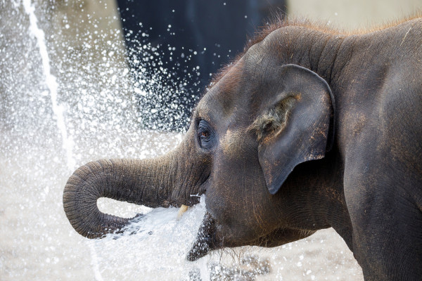 Elefante asiático.