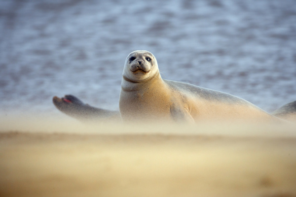 Foca-comum em seu habitat 