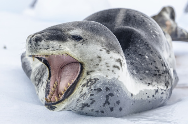 Foca-leopardo deitada de boca aberta
