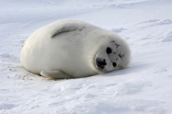 Imagem de uma foca deitada sobre um geleira.