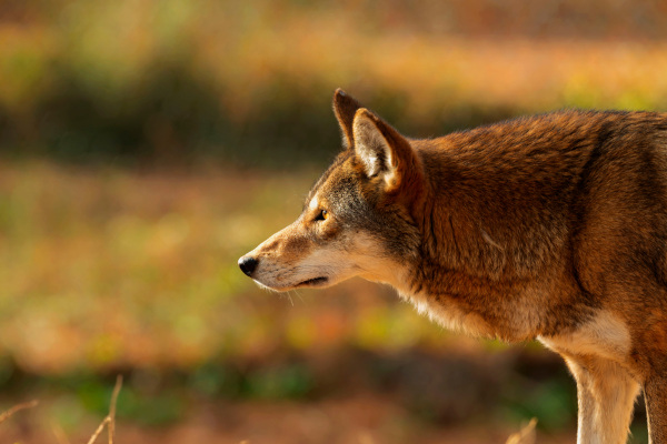 Lobo-vermelho