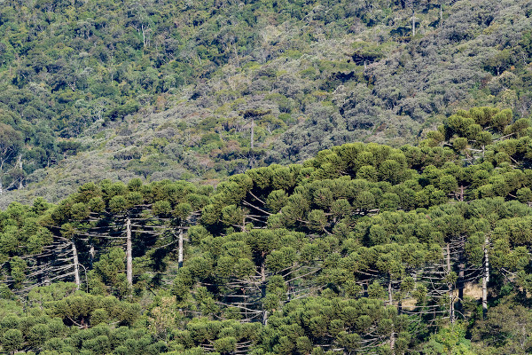 Clima tropical de altitude: aspectos gerais - Mundo Educação