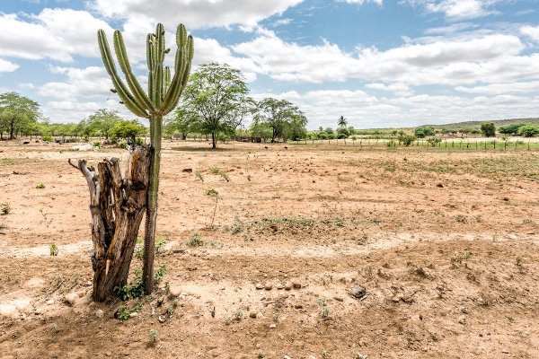 Paisagem da Caatinga