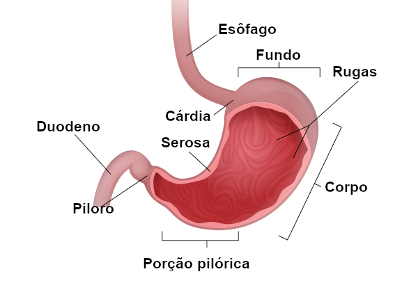  Partes do estômago