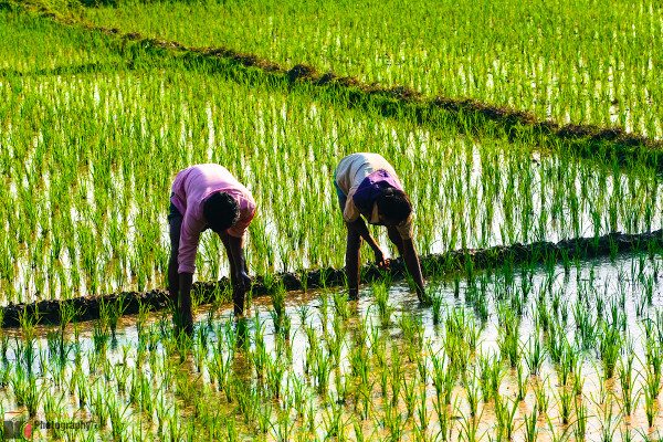 Duas pessoas trabalhando em plantação de arroz, em Bangladesh