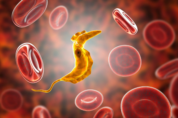 O Trypanosoma cruzi é o protozoário responsável por desencadear a doença de Chagas.