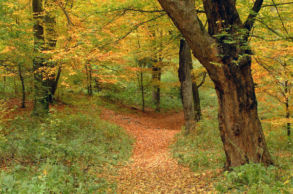 Floresta temperada na Romênia, Europa.