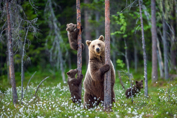 Ursa com seus filhotes na natureza, exemplos de animais vertebrados.
