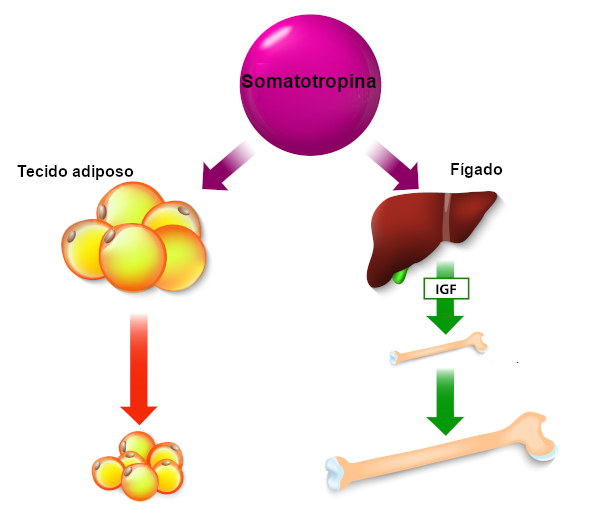 Esquema indicando como a somatrotopina colabora para a utilização da gordura e para o crescimento dos ossos.