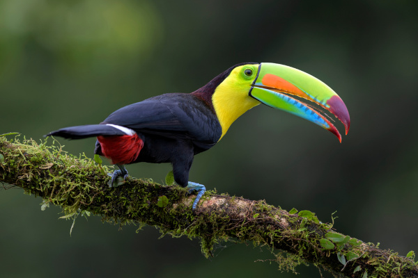 O tucano-de-bico-arco-íris destaca-se pela coloração de seu bico.