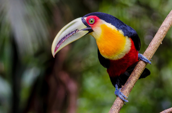 Tucano-de-bico-verde sobre fino galho de árvore.