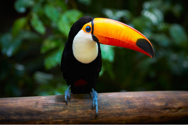 Tucano-toco sobre galho de árvore.