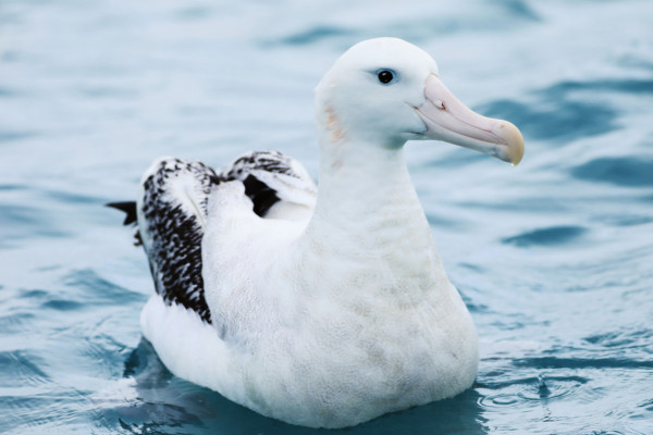 Imagem mostrando um albatroz sobre a água.