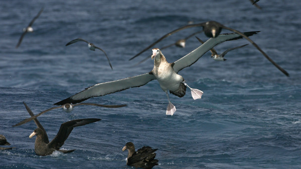 Albatrozes sobrevoando o sul do oceano Atlântico, perto da remota ilha de Gough.