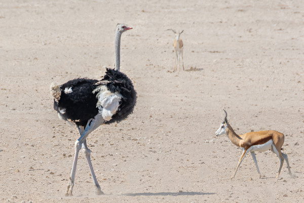 Uma avestruz macho e dois antílopes na natureza