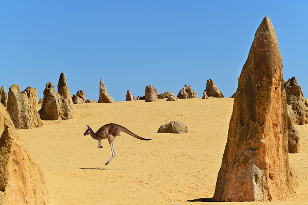 Canguru em uma paisagem do Deserto de Pináculos, na Austrália.