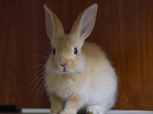 Imagem de coelho, mamífero da familia Leporidae.