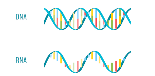  Ilustração das estruturas do DNA e do RNA.