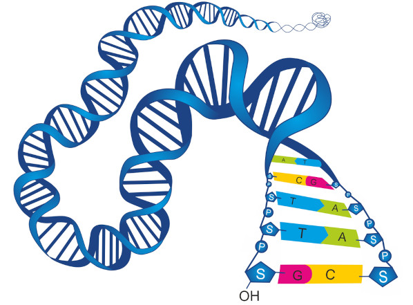 Os nucleotídeos são as unidades básicas dos ácidos nucleicos.