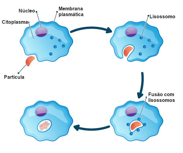 Ilustração do processo de digestão intracelular.