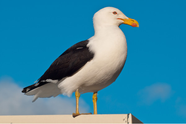 Gaivota sobre estrutura metálica.
