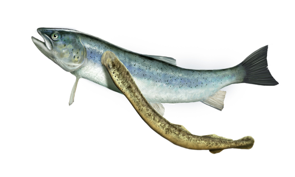 Lampreia aderida em peixe
