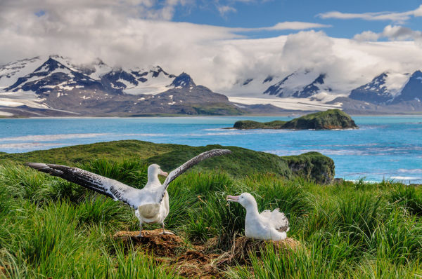 Ninho de albatroz na Ilha Prion, na Geórgia do Sul.
