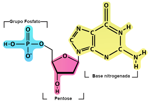 Ilustração da composição de um nucleotídeo.