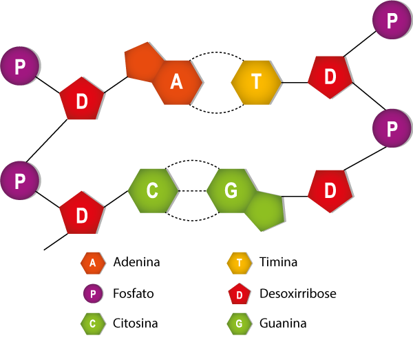 Ocorrência do pareamento de bases no DNA.