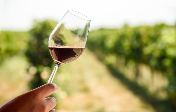 Mão segurando taça de vinho tinto em um vinhedo.