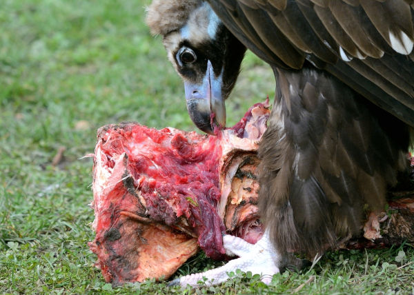 Abutre se alimentando de um animal morto.
