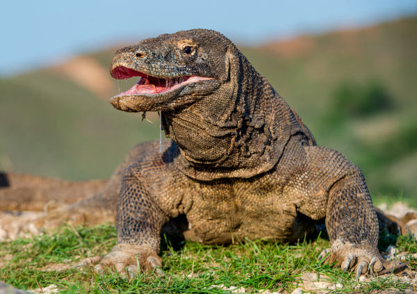 Imagem de um dragão-de-komodo, o maior lagarto do mundo.