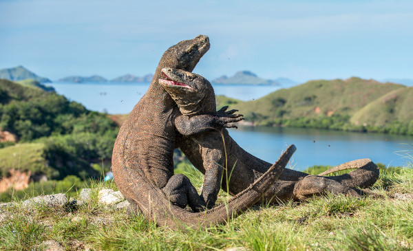 Dragões-de-komodo lutando.