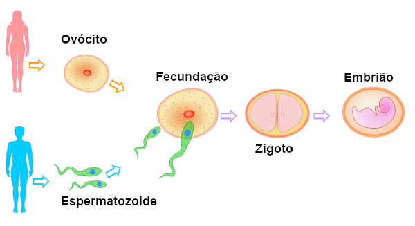 Esquema mostrando processo desde união de gametas até formação do embrião humano.
