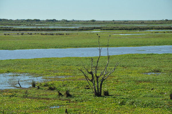 Zona natural úmida do rio Paraná, sobre o aquífero Guarani, na Argentina