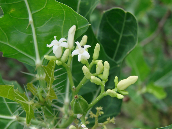 Faveleira ou favela, planta da Caatinga brasileira.