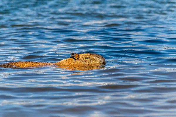 Capivara nadando.