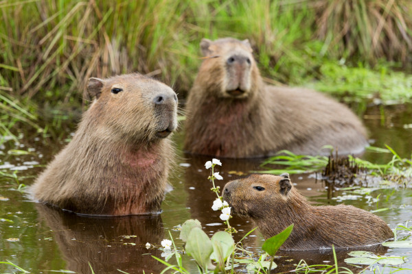 Animais de Poder  Capivaras, Fotos de capivara, Animais silvestres