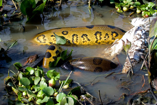  Sucuri se alimentando em ambiente aquático.