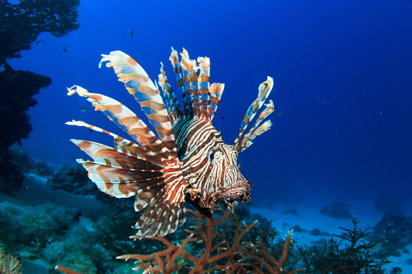 Peixe-leão no recife